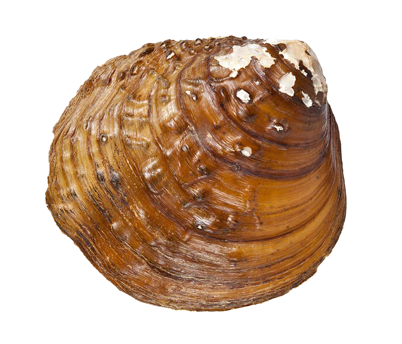 Snail PNG Télécharger limage