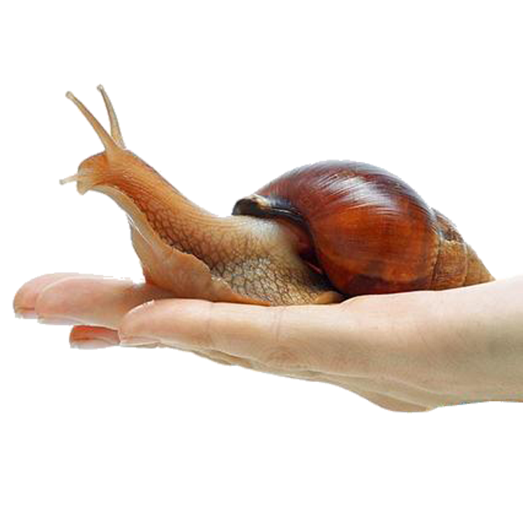 Snail PNG Download gratuito