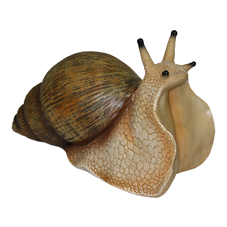 Snail PNG Image Background