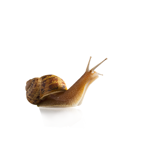 Snail PNG Image Transparent