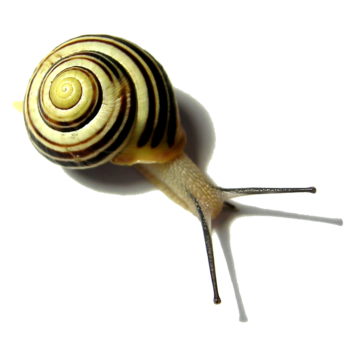 Siput PNG Pic