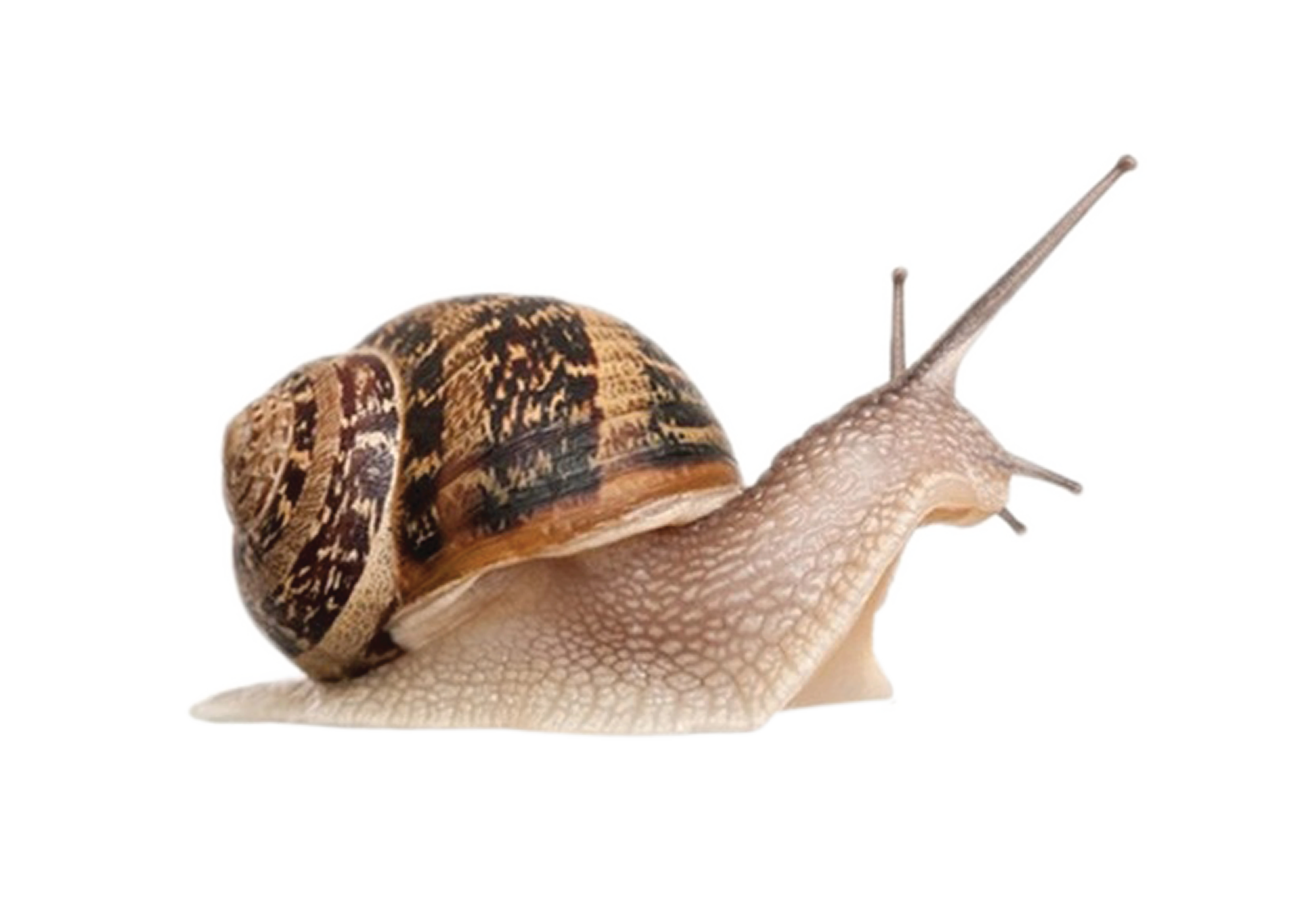 Snail Transparant Beeld