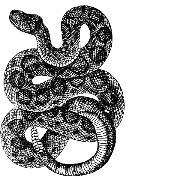 Snake Tattoo PNG Download Image