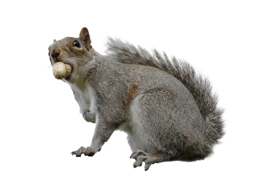 Squirrel Download Transparent PNG Image