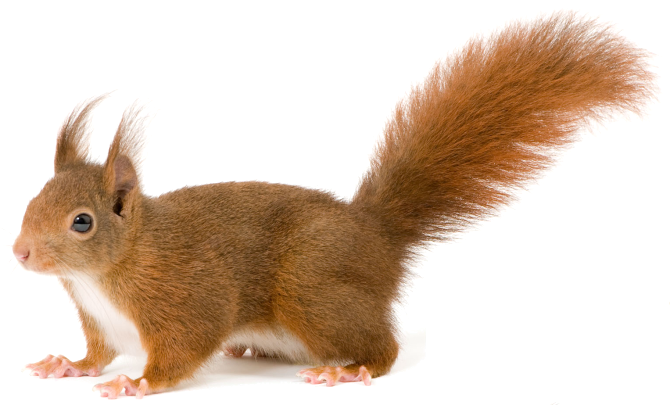 Squirrel PNG Background Image