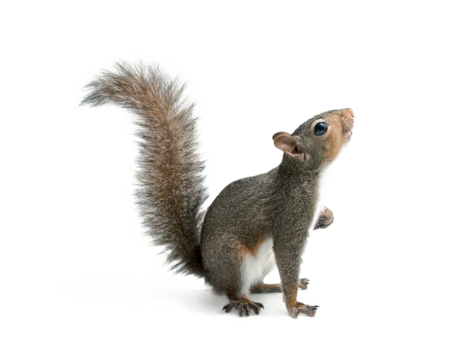 Squirrel PNG Download Image