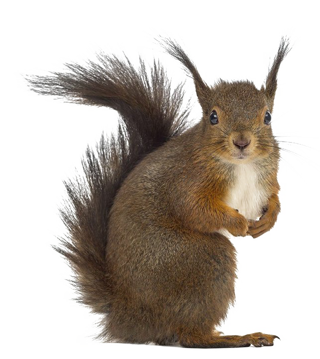 Squirrel PNG Free Download