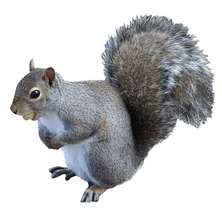 Squirrel PNG High-Quality Image