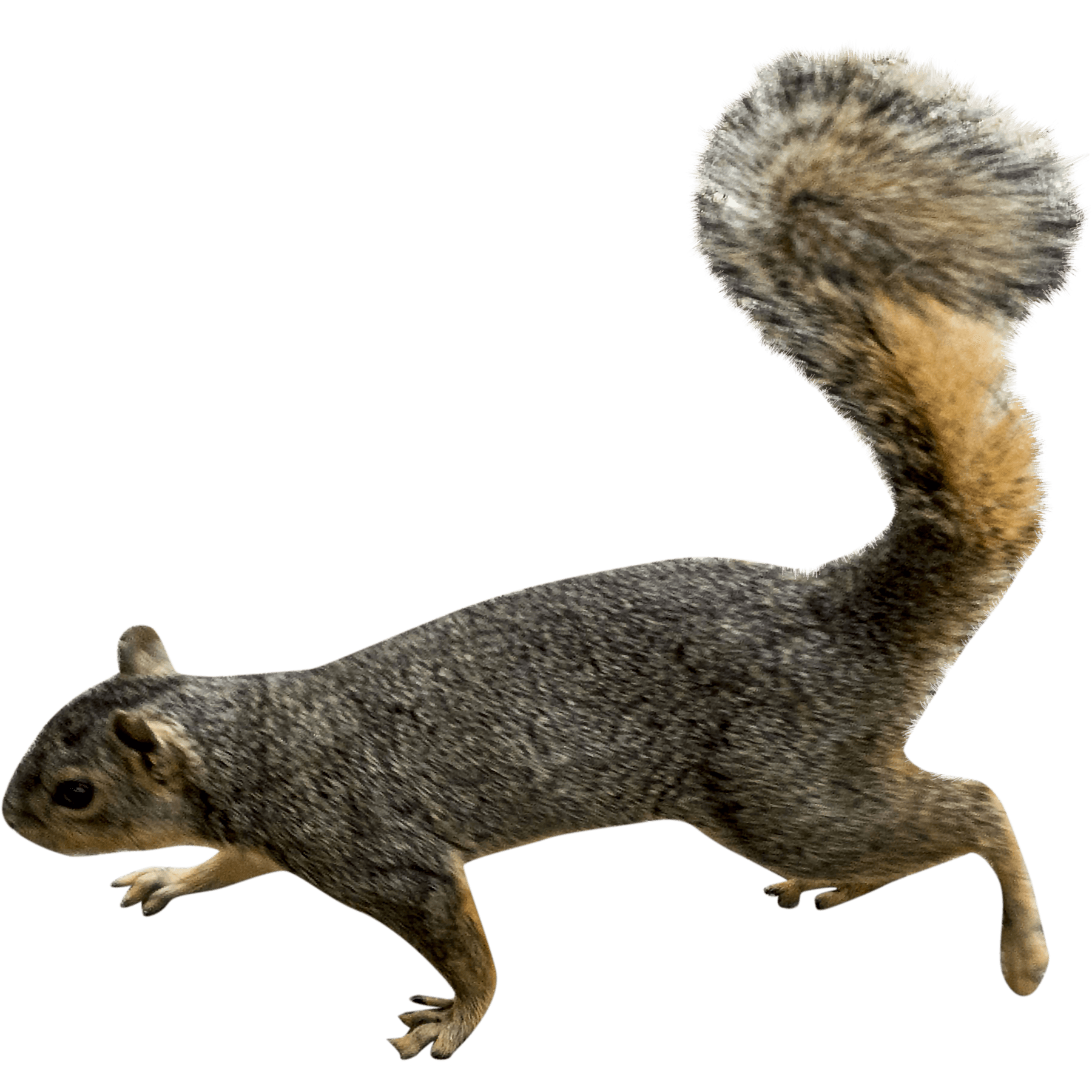 Squirrel PNG Image