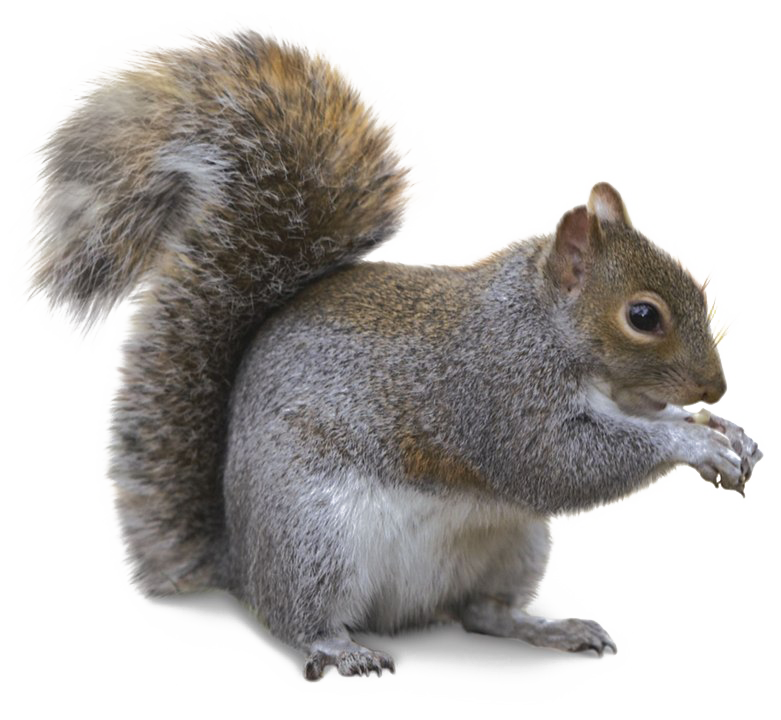 Squirrel PNG Transparent Image