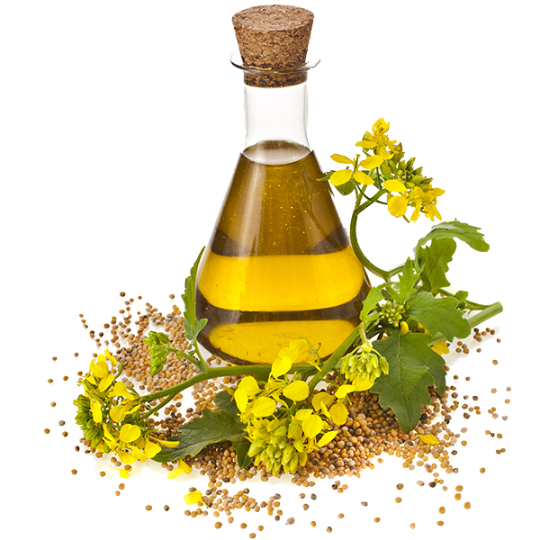 Sunflower Oil PNG Download Image