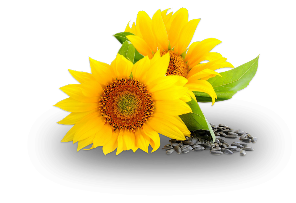 Sunflower Oil PNG Image Transparent Background