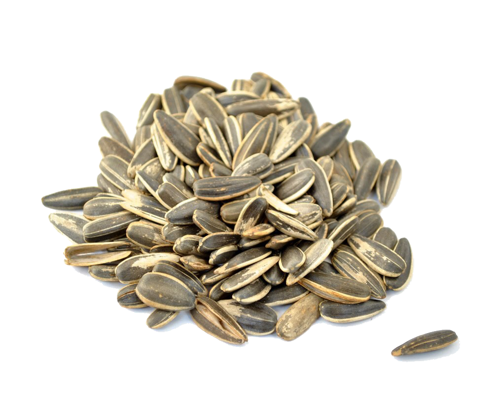 Sunflower Seeds PNG Pic