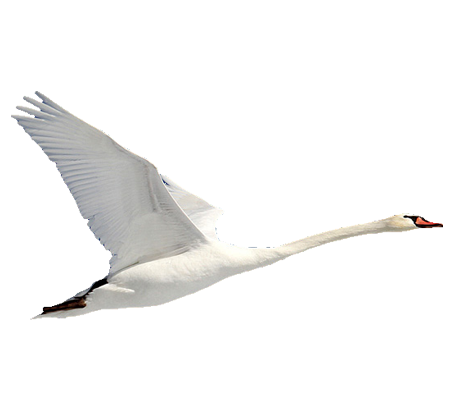 Swan Download PNG-Afbeelding