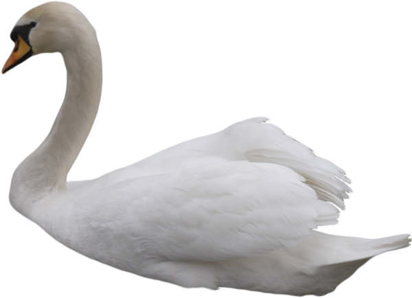 Swan PNG Background Image
