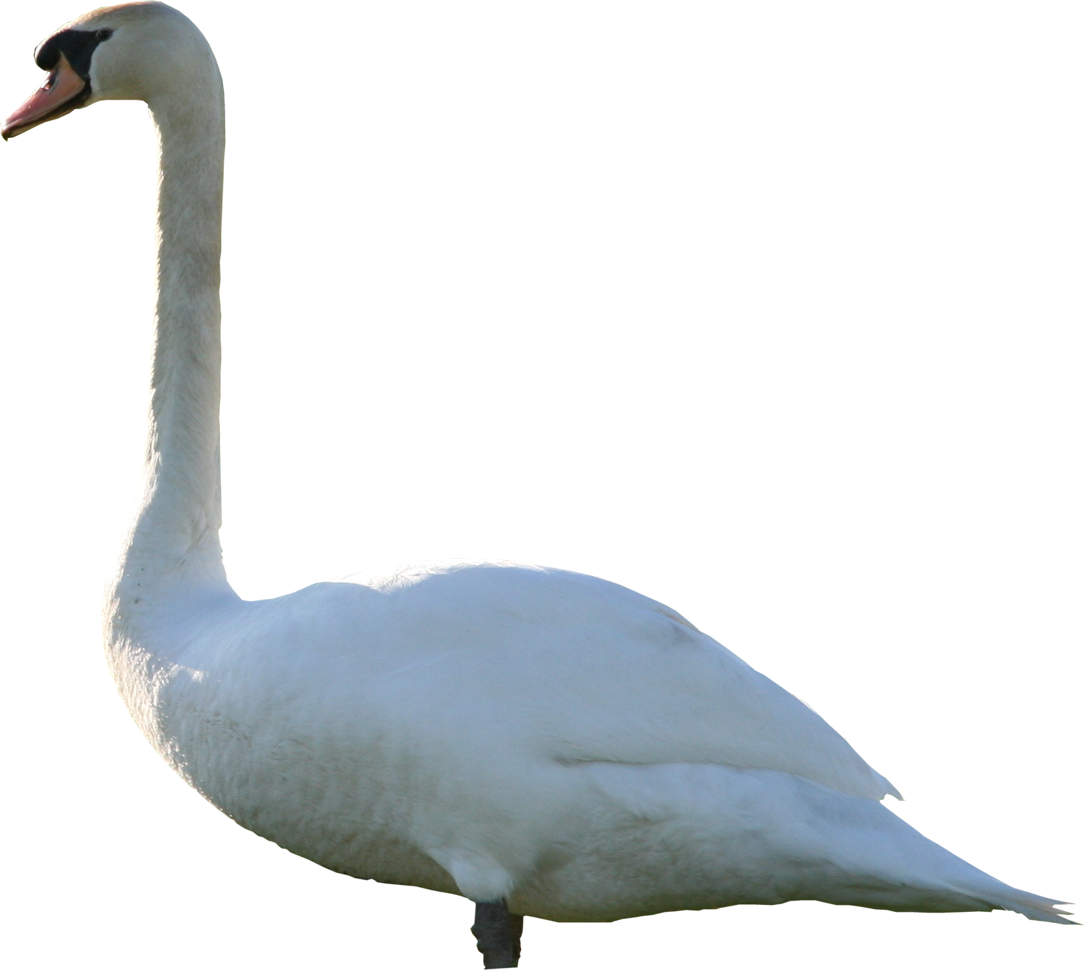 Swan PNG Download Image