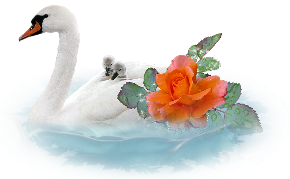 Swan PNG Image Transparent Background