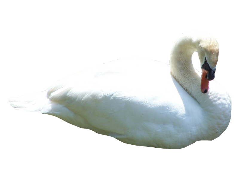 Swan Transparent Background PNG