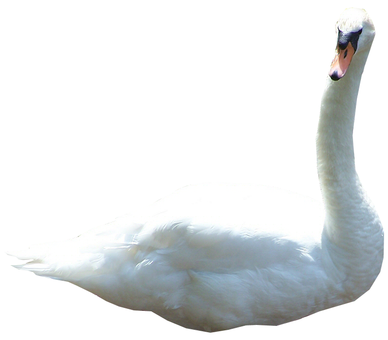Swan Transparent Images