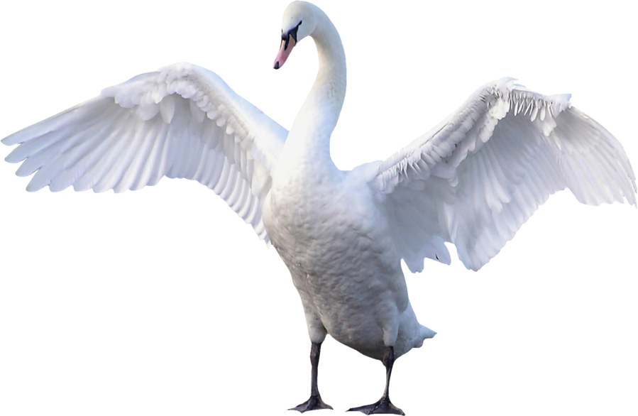 Swan transparent