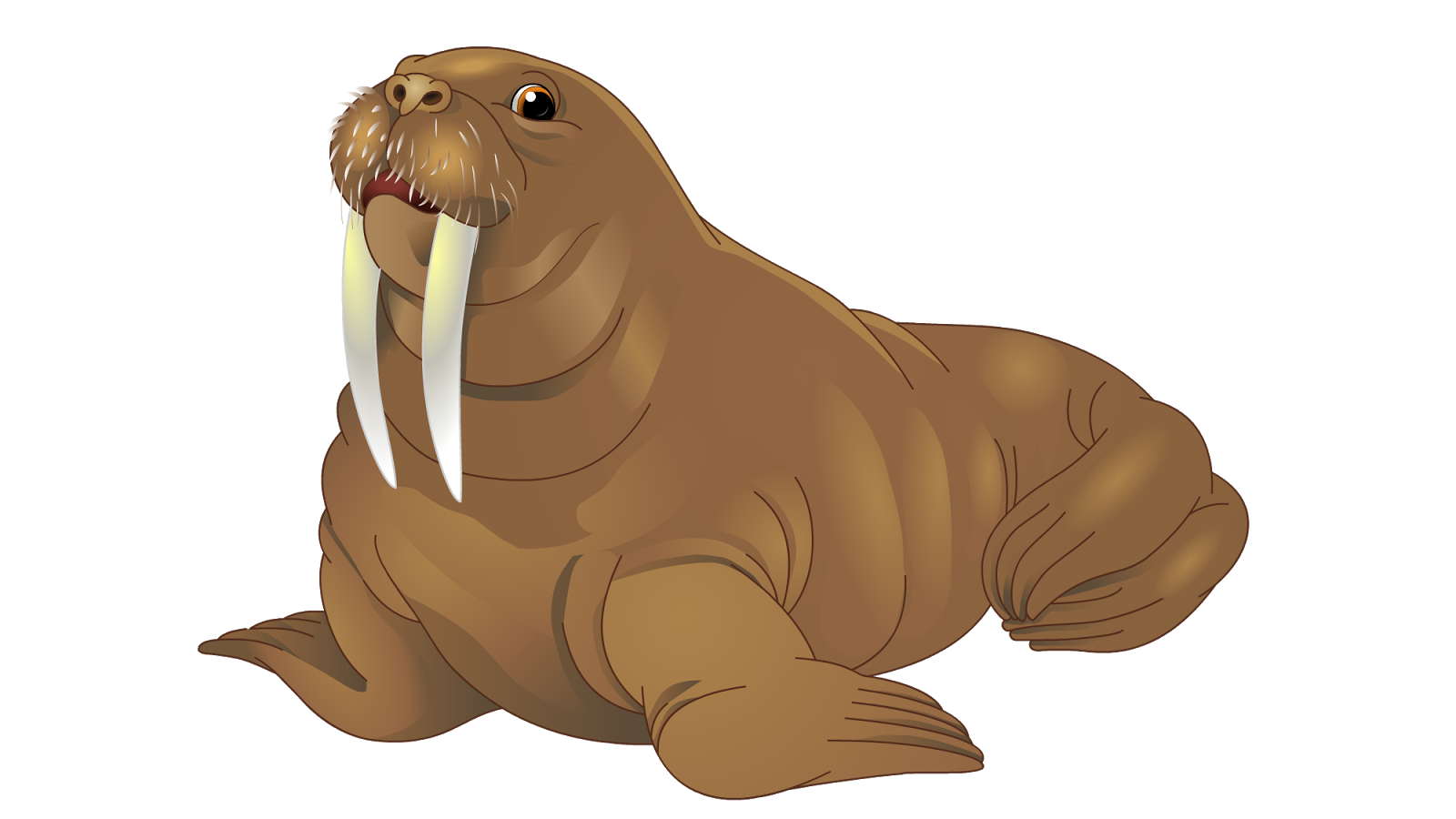 Walrus PNG High-Quality Image