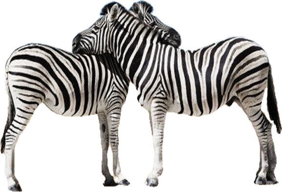 Zebra Unduh Gambar PNG
