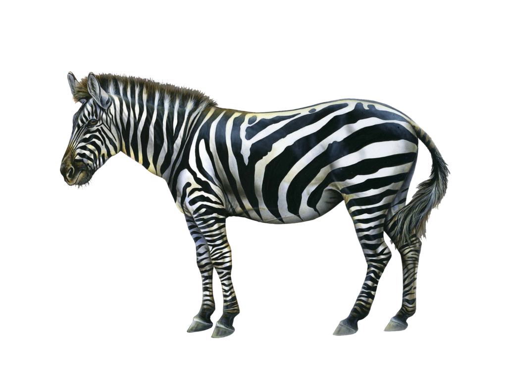 Zebra-freies PNG-Bild