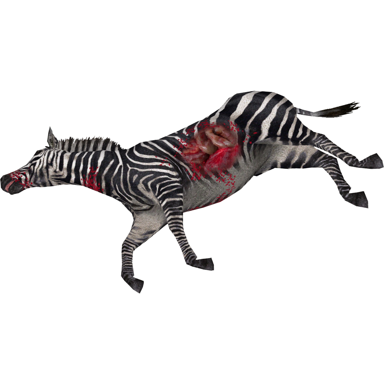 Zebra PNG Immagine di alta qualità
