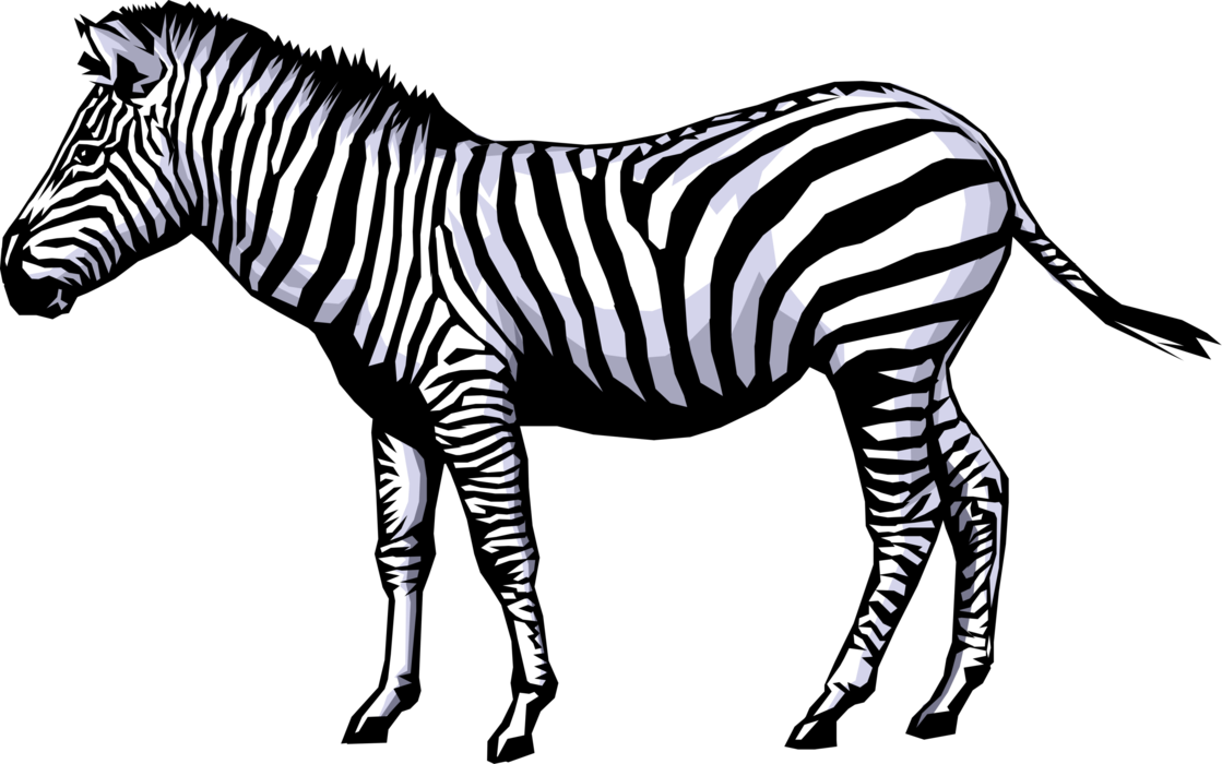 Zebra-PNG-Bild mit transparentem Hintergrund