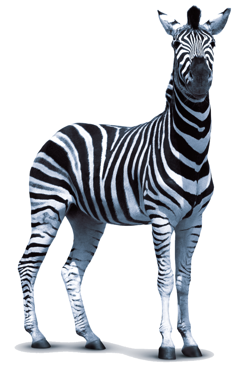 Zebra PNG Transparentes Bild