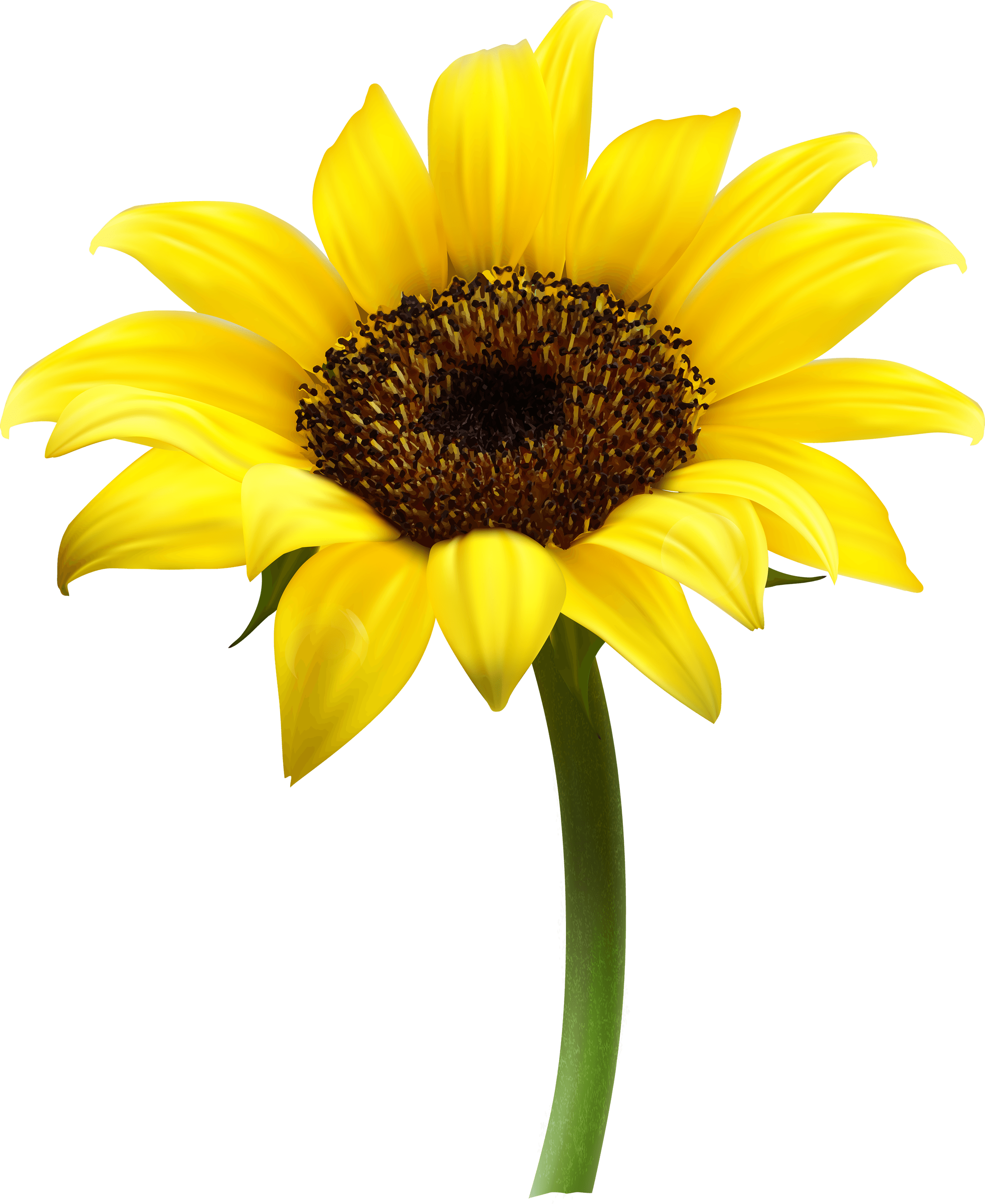 Aesthetic Sunflower Free PNG Image