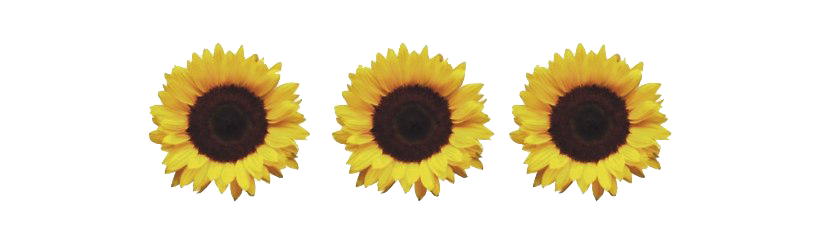 Aesthetic Sunflower PNG Download Image