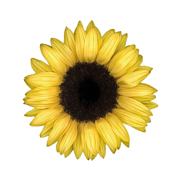 Aestetic Sunflower PNG скачать бесплатно