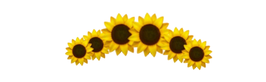 Aesthetic Sunflower PNG High-Quality Image