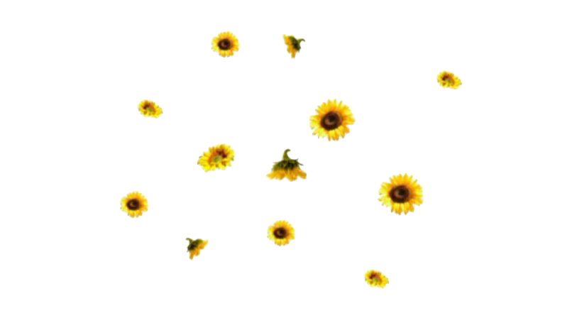 Aesthetic Sunflower PNG Image Background