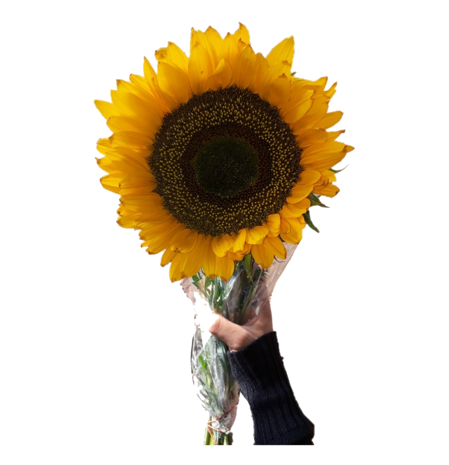 Aesthetic Sunflower PNG Transparent Image