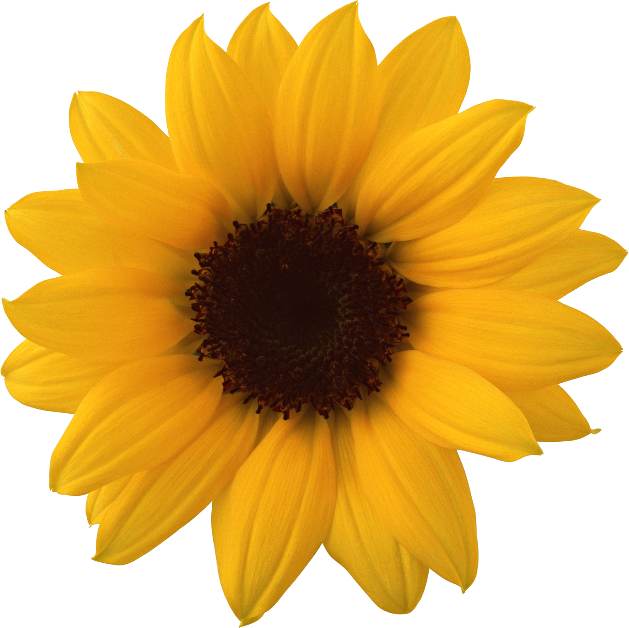 Aesthetic Sunflower Transparent Background PNG