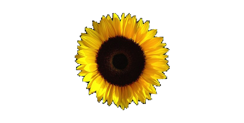 Aesthetic Sunflower Transparent Image
