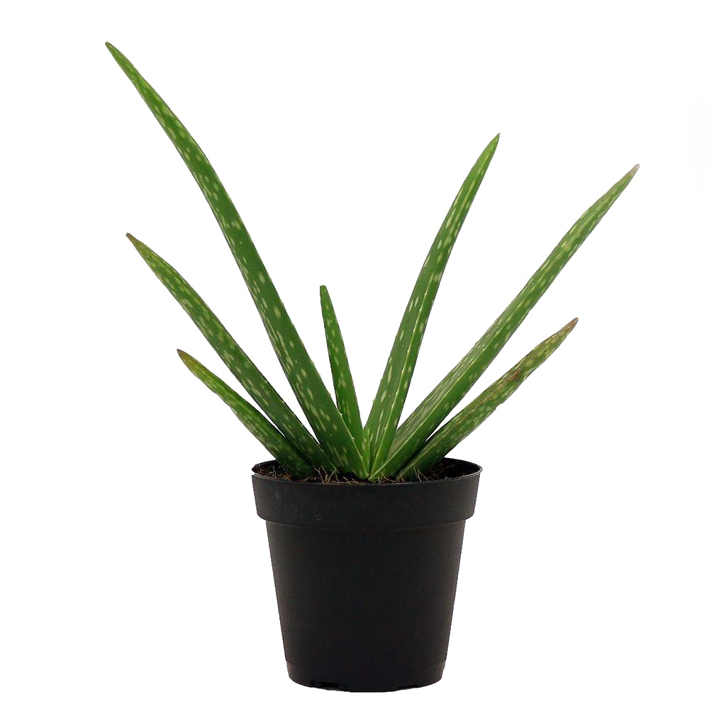 Aloe Vera Plant PNG High-Quality Image