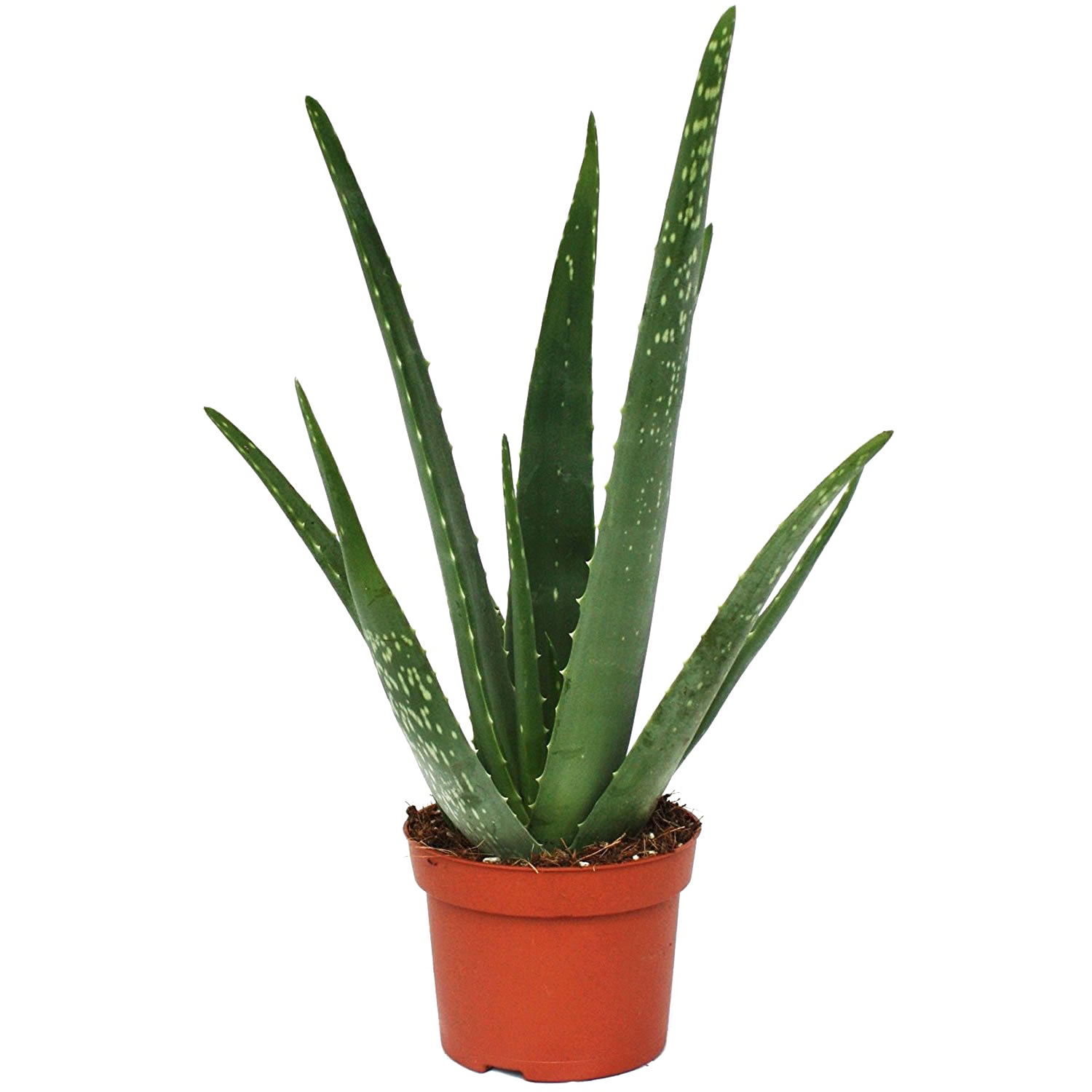 Aloe Vera Plant PNG Image Background