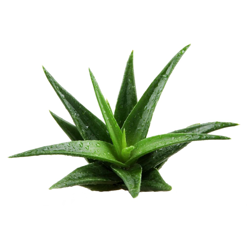 Aloe Vera Plant PNG Image