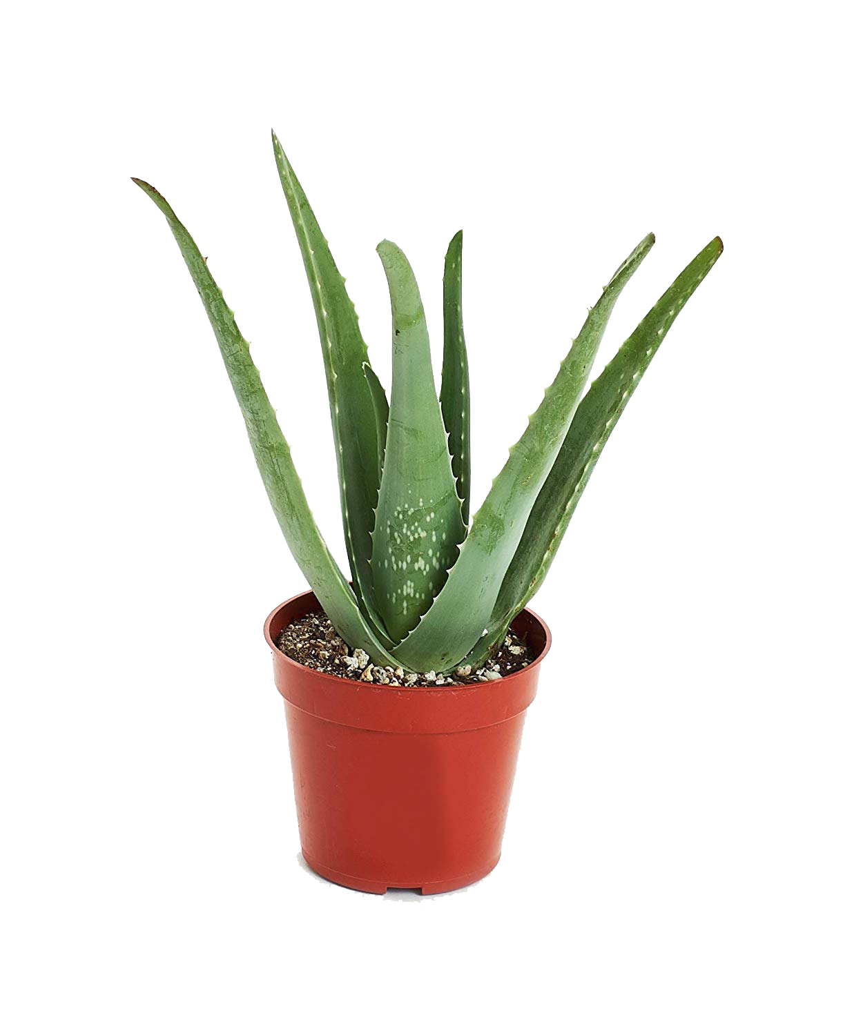 Aloe Vera Plant PNG Transparent Image