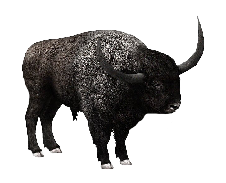American Bison Download PNG-Afbeelding