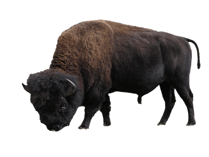 Amerikaanse bizon PNG Gratis Download
