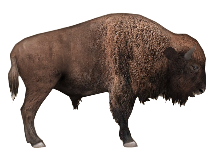 Amerikaanse bizon PNG Beeld achtergrond