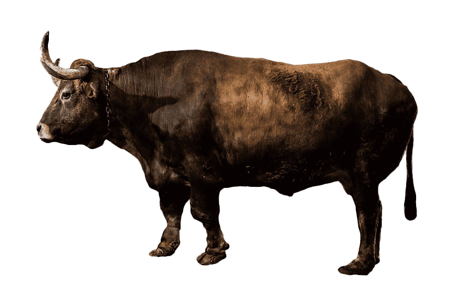Amerikaanse bizon PNG Beeld Transparante achtergrond