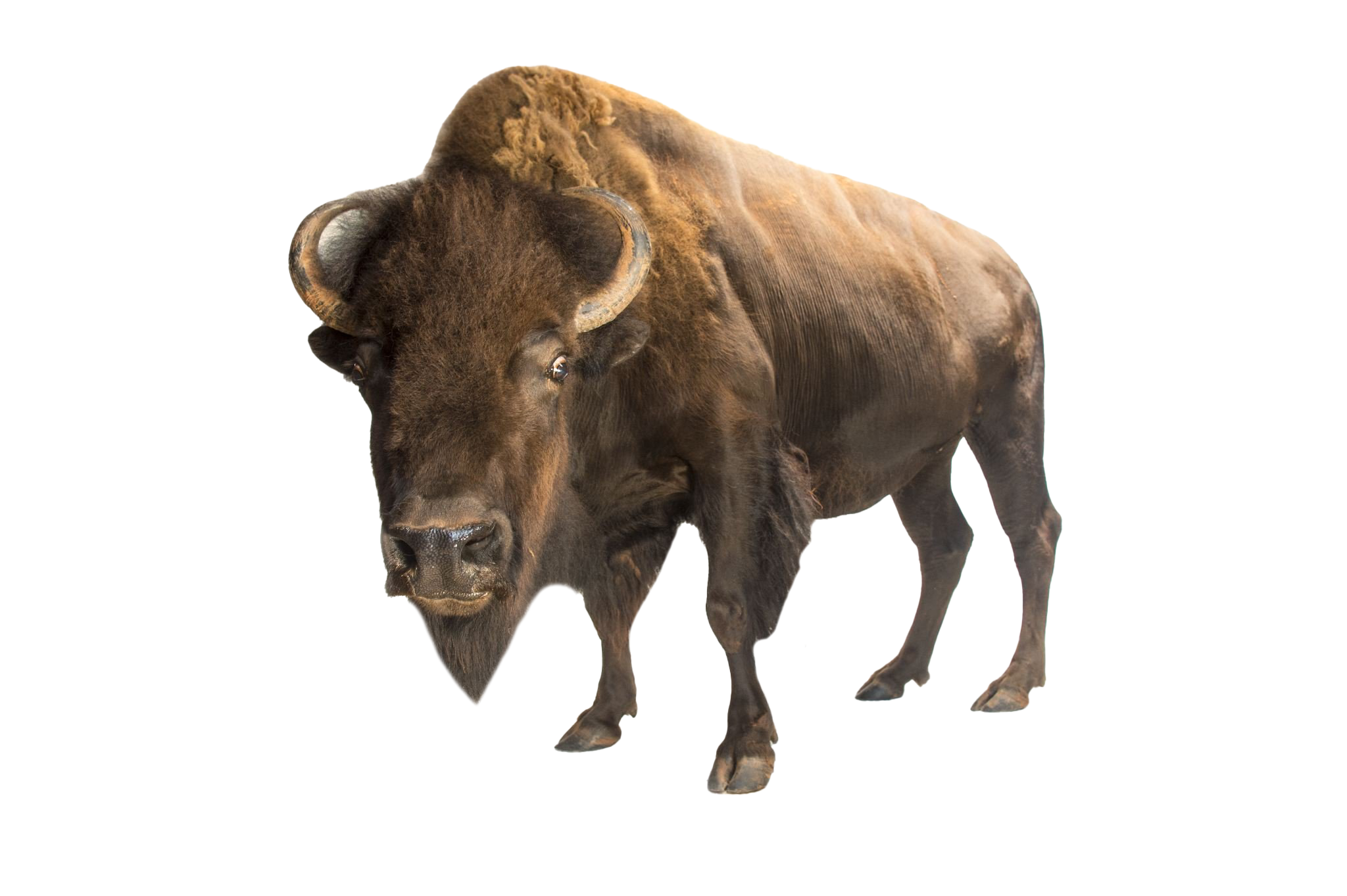 American Bison PNG Photo
