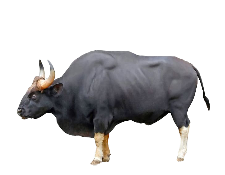 American Bison PNG Pic