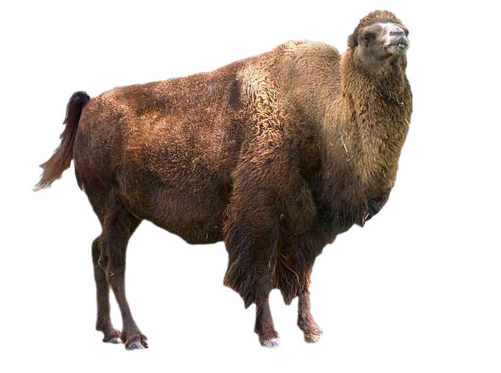 American Bison PNG Picture