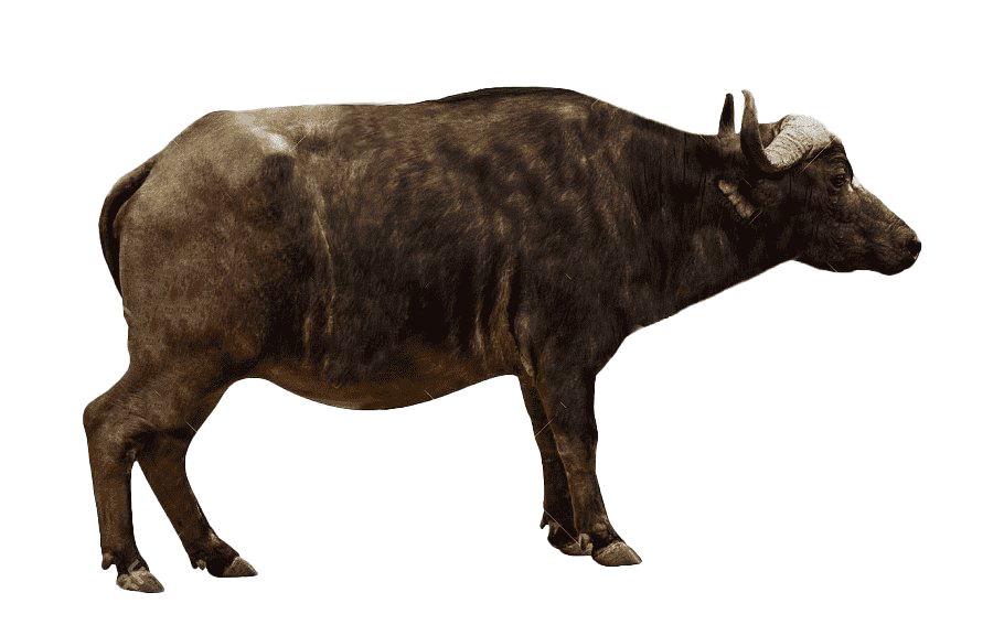 Amerikaans bizon PNG Transparant Beeld
